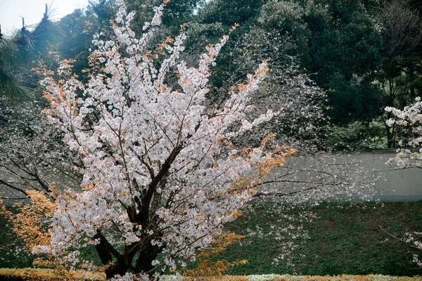 cherryBlossoms插图