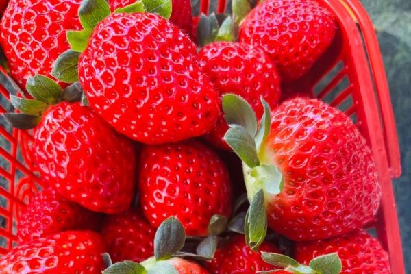 统计站长力荐的草莓之美-后浪派